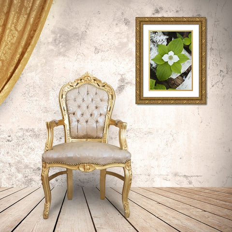 Maine, Acadia NP Bunchberry plant on log Gold Ornate Wood Framed Art Print with Double Matting by Rotenberg, Nancy