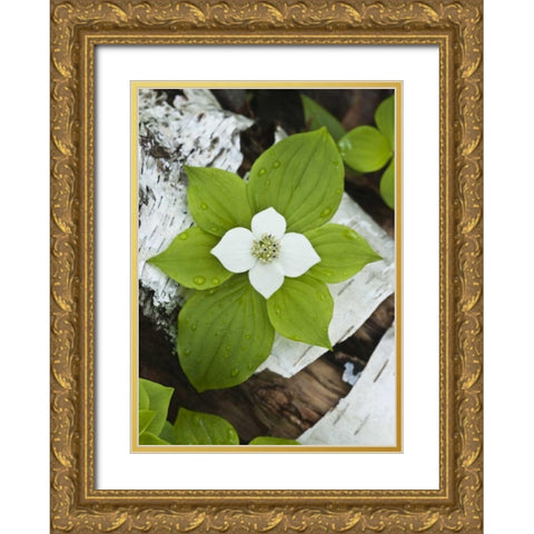 Maine, Acadia NP Bunchberry plant on log Gold Ornate Wood Framed Art Print with Double Matting by Rotenberg, Nancy