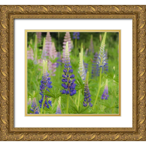 Maine, Acadia NP Field of blooming lupines Gold Ornate Wood Framed Art Print with Double Matting by Rotenberg, Nancy