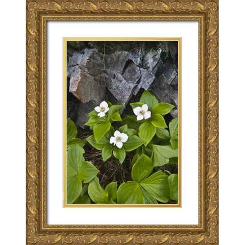 ME, Acadia NP Bunchberry plant and rocks Gold Ornate Wood Framed Art Print with Double Matting by Rotenberg, Nancy