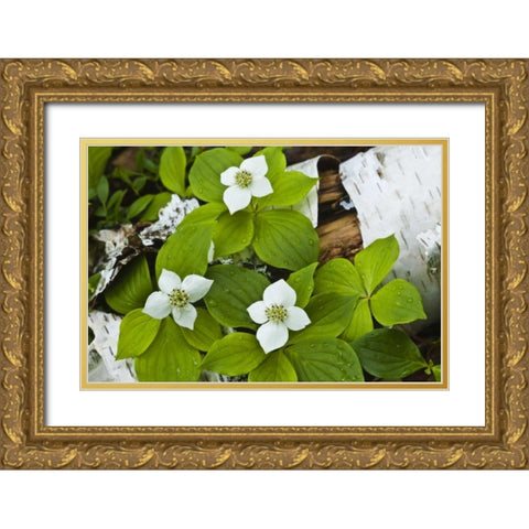 Maine, Acadia NP Bunchberry plant on log Gold Ornate Wood Framed Art Print with Double Matting by Rotenberg, Nancy