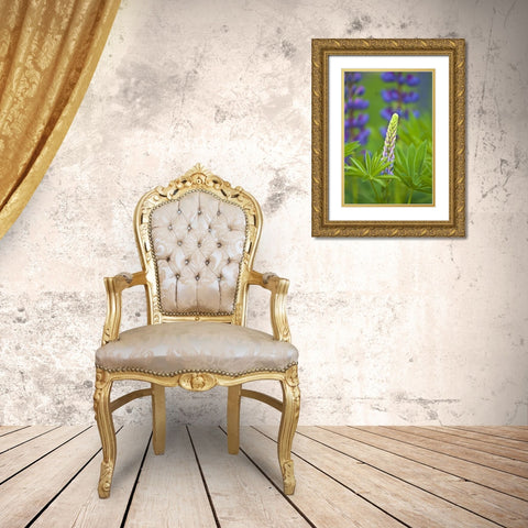 ME, Acadia NP Lupine bud starting to bloom Gold Ornate Wood Framed Art Print with Double Matting by Rotenberg, Nancy