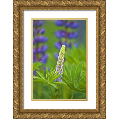 ME, Acadia NP Lupine bud starting to bloom Gold Ornate Wood Framed Art Print with Double Matting by Rotenberg, Nancy
