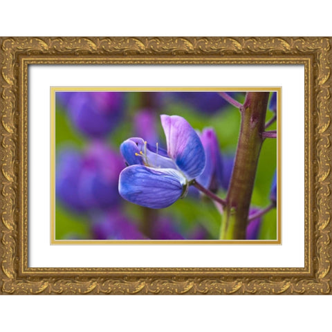 Maine, Acadia NP Blooming lupine flower Gold Ornate Wood Framed Art Print with Double Matting by Rotenberg, Nancy