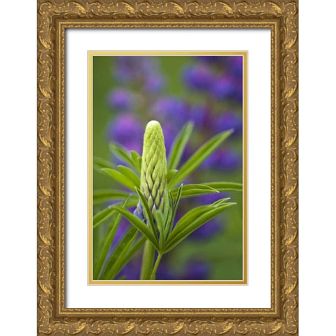 Maine, Acadia NP Close-up of lupine flower bud Gold Ornate Wood Framed Art Print with Double Matting by Rotenberg, Nancy