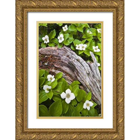 ME, Acadia NP Dwarf cornel plant on rotting log Gold Ornate Wood Framed Art Print with Double Matting by Rotenberg, Nancy