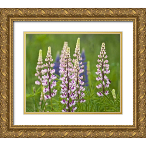 Maine, Acadia NP Lupine flowers and bee Gold Ornate Wood Framed Art Print with Double Matting by Rotenberg, Nancy