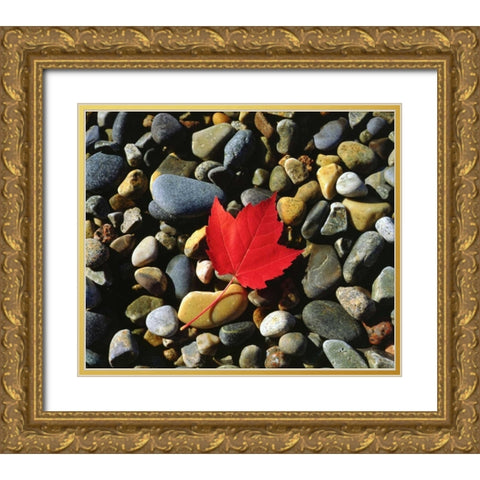 USA, Maine, A Maple leaf on a Rock Background Gold Ornate Wood Framed Art Print with Double Matting by Talbot Frank, Christopher