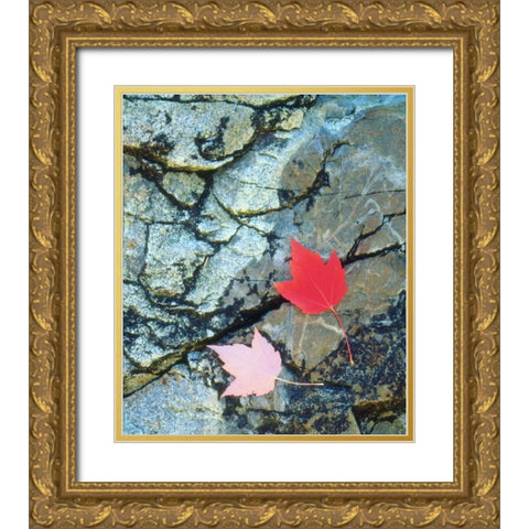 USA, Maine, A Maple leaf on a Rock Background Gold Ornate Wood Framed Art Print with Double Matting by Talbot Frank, Christopher