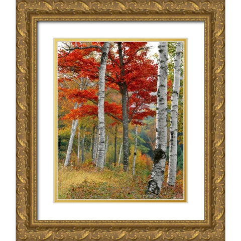 ME, Wyman Lake Forest in autumn Gold Ornate Wood Framed Art Print with Double Matting by Terrill, Steve