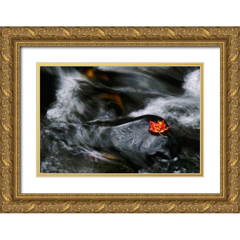 USA, Maine Maple leaf on black rock in stream Gold Ornate Wood Framed Art Print with Double Matting by Bush, Marie