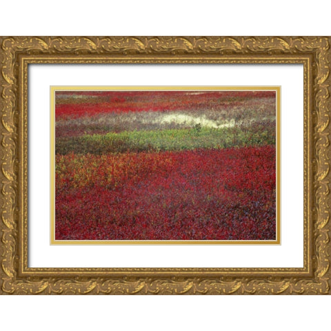 USA, Maine Blueberry fields in autumn Gold Ornate Wood Framed Art Print with Double Matting by Rotenberg, Nancy