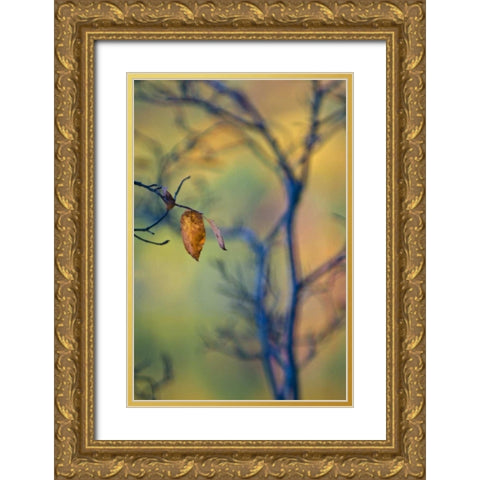 Maine, Acadia NP Autumn leaves and tree abstract Gold Ornate Wood Framed Art Print with Double Matting by Rotenberg, Nancy