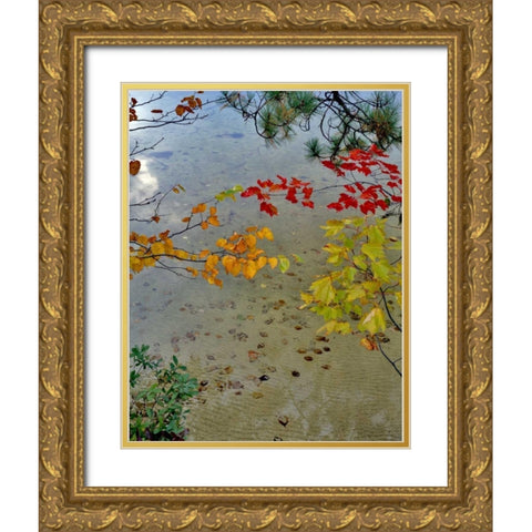 Maine Scenic of lake shore of Upper Togue Pond Gold Ornate Wood Framed Art Print with Double Matting by Terrill, Steve