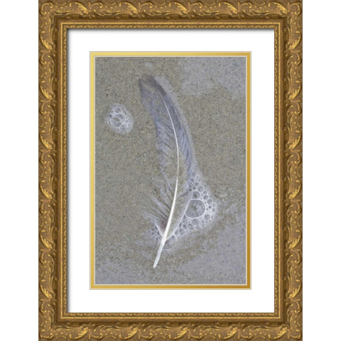 USA, Maine, Pine Point Gull feather on beach Gold Ornate Wood Framed Art Print with Double Matting by Delisle, Gilles