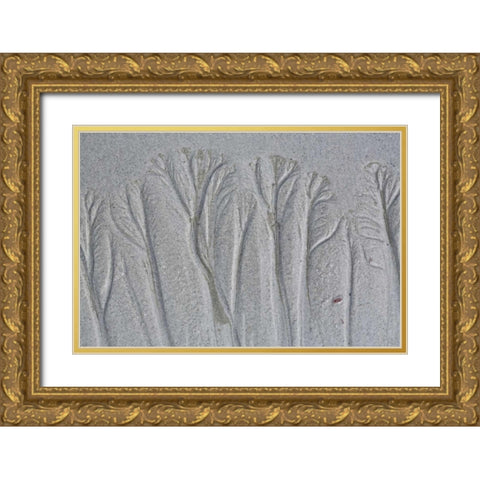 Maine, Pine Point Forest-like sand patterns Gold Ornate Wood Framed Art Print with Double Matting by Delisle, Gilles