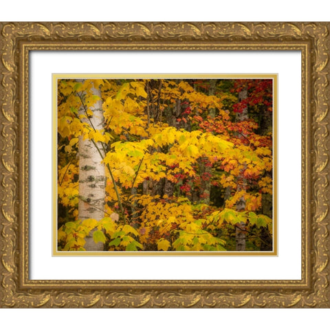 USA-Maine-Acadia National Park Autumn colors in forest Gold Ornate Wood Framed Art Print with Double Matting by Jaynes Gallery