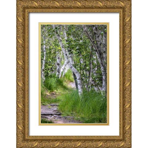 Paper birch trees along pathway in Acadia National Park-Maine-USA Gold Ornate Wood Framed Art Print with Double Matting by Haney, Chuck