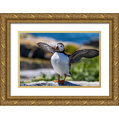 Atlantic Puffins on Machias Seal island-Maine-USA Gold Ornate Wood Framed Art Print with Double Matting by Haney, Chuck