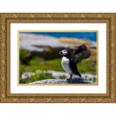 Atlantic Puffins on Machias Seal island-Maine-USA Gold Ornate Wood Framed Art Print with Double Matting by Haney, Chuck
