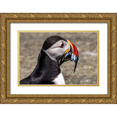 Atlantic Puffin with fish on Machias Seal island-Maine-USA Gold Ornate Wood Framed Art Print with Double Matting by Haney, Chuck