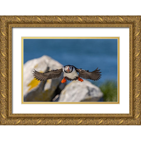 Atlantic Puffins in flight on Machias Seal island-Maine-USA Gold Ornate Wood Framed Art Print with Double Matting by Haney, Chuck