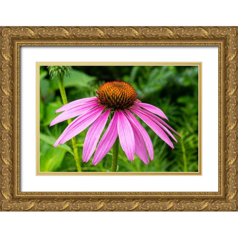 Boothbay Harbor-Maine-USA Coastal Maine Botanical Garden Gold Ornate Wood Framed Art Print with Double Matting by Horton, Janet