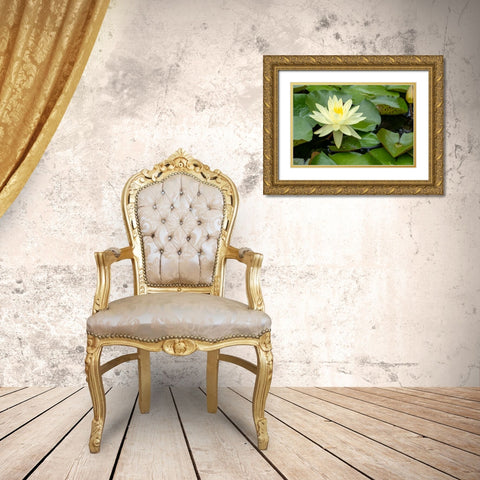 Boothbay Harbor-Maine-USA Coastal Maine Botanical Gardens Yellow Water Lily (Nymphea Mexicana) Gold Ornate Wood Framed Art Print with Double Matting by Horton, Janet