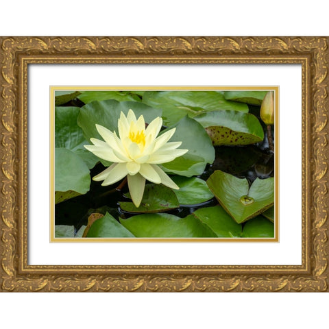 Boothbay Harbor-Maine-USA Coastal Maine Botanical Gardens Yellow Water Lily (Nymphea Mexicana) Gold Ornate Wood Framed Art Print with Double Matting by Horton, Janet