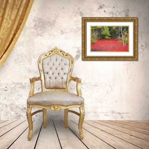 Maine Red blueberry bushes in Acadia National Park Gold Ornate Wood Framed Art Print with Double Matting by Wells, Joanne