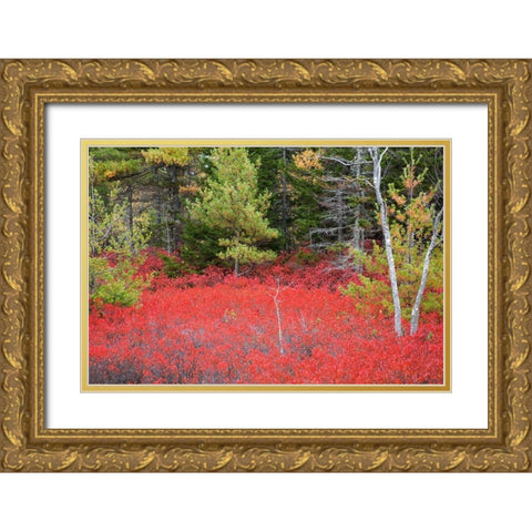 Maine Red blueberry bushes in Acadia National Park Gold Ornate Wood Framed Art Print with Double Matting by Wells, Joanne