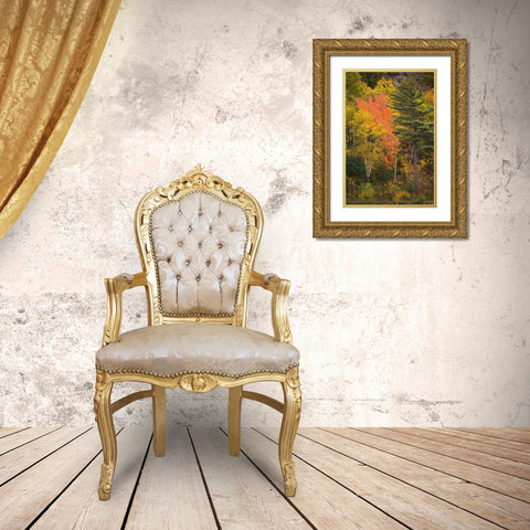 Maine Fall foliage in Acadia National Park Gold Ornate Wood Framed Art Print with Double Matting by Wells, Joanne