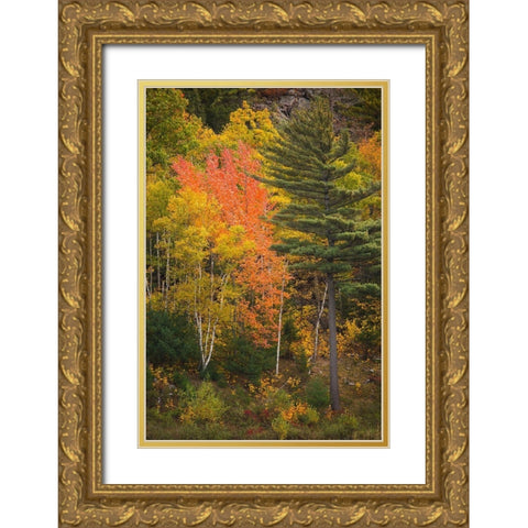 Maine Fall foliage in Acadia National Park Gold Ornate Wood Framed Art Print with Double Matting by Wells, Joanne