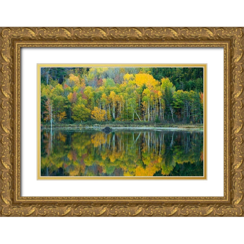 Maine Reflections at Beaver Dam Pond in Acadia National Park Gold Ornate Wood Framed Art Print with Double Matting by Wells, Joanne