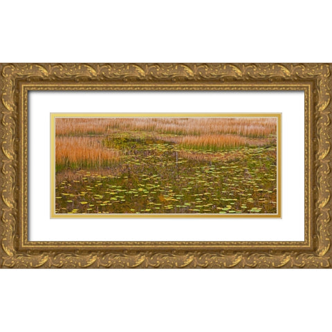 USA-New England-Maine-Mt-Desert Island-Acadia National park with lily pads in small pond with golde Gold Ornate Wood Framed Art Print with Double Matting by Gulin, Sylvia
