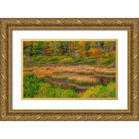 USA-New England-Maine-Mt-Desert Island-Acadia National park with lily pads in small pond with golde Gold Ornate Wood Framed Art Print with Double Matting by Gulin, Sylvia