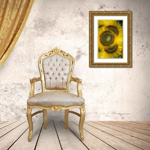 Massachusetts, Abstract of sunflowers Gold Ornate Wood Framed Art Print with Double Matting by Noble Gardner, Nancy