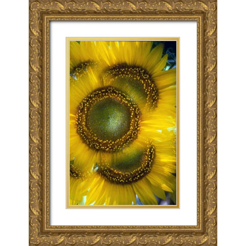 Massachusetts, Abstract of sunflowers Gold Ornate Wood Framed Art Print with Double Matting by Noble Gardner, Nancy