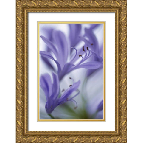 Massachusetts Detail of agapanthus flower Gold Ornate Wood Framed Art Print with Double Matting by Noble Gardner, Nancy