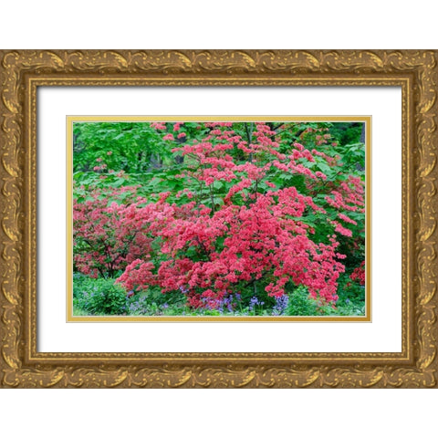 Pink Azalea Bush at Arnold Arboretum heralds springtime Gold Ornate Wood Framed Art Print with Double Matting by Garber, Howie