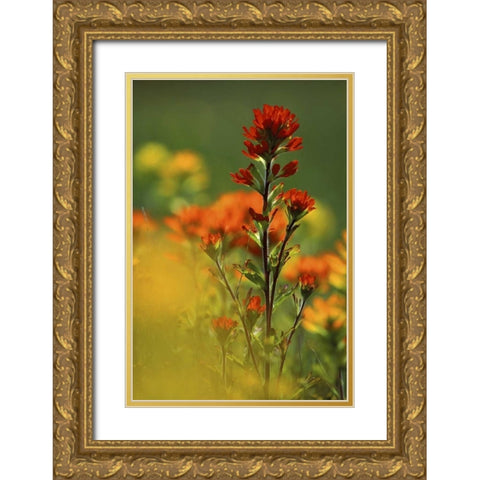 MI, Drummond Island, Red Indian paintbrush Gold Ornate Wood Framed Art Print with Double Matting by Carlson, Mark