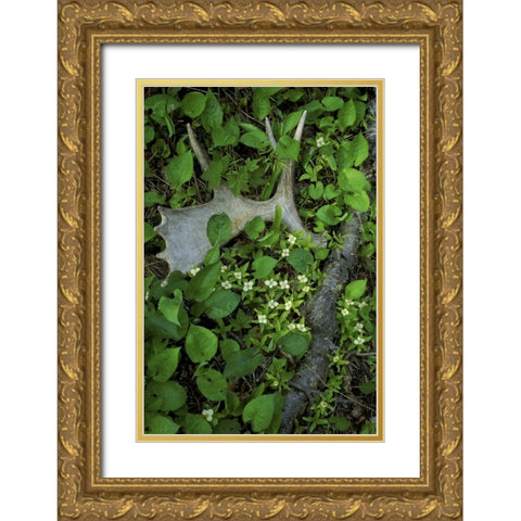 MI, Isle Royale NP, Moose antler in bunchberry Gold Ornate Wood Framed Art Print with Double Matting by Carlson, Mark