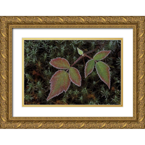 MI, Blackberry bramble leaves and hair cap moss Gold Ornate Wood Framed Art Print with Double Matting by Carlson, Mark