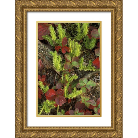 MI, Upper Peninsula, Club moss and bunchberry Gold Ornate Wood Framed Art Print with Double Matting by Carlson, Mark