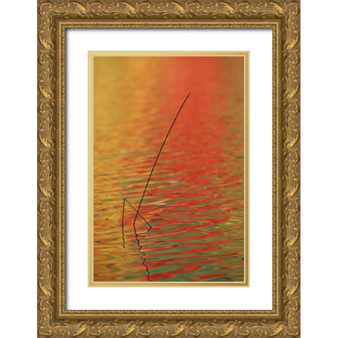 MI, Upper Peninsula, Two lake reeds in autumn Gold Ornate Wood Framed Art Print with Double Matting by Carlson, Mark