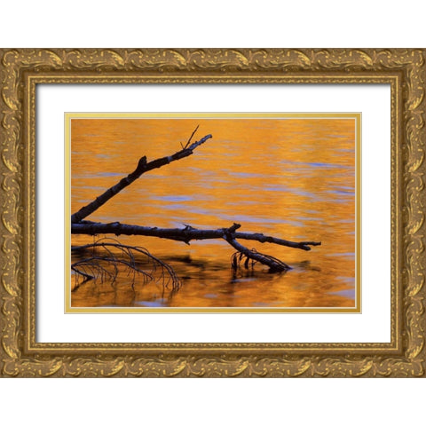 MI, Fallen birch snag in fall reflected in lake Gold Ornate Wood Framed Art Print with Double Matting by Carlson, Mark