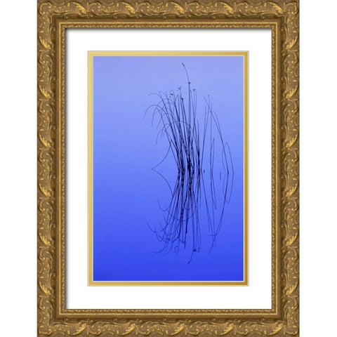 MI, Cluster of soft rushes reflects in a lake Gold Ornate Wood Framed Art Print with Double Matting by Carlson, Mark