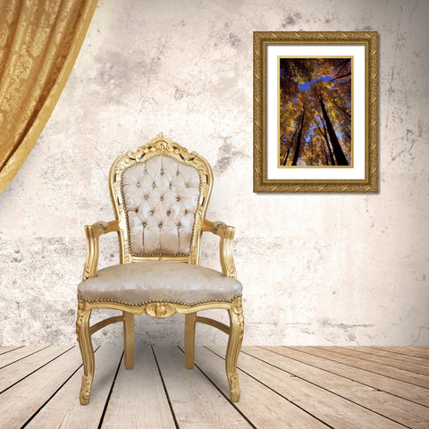 MI, Looking up at blue sky through sugar maples Gold Ornate Wood Framed Art Print with Double Matting by Carlson, Mark