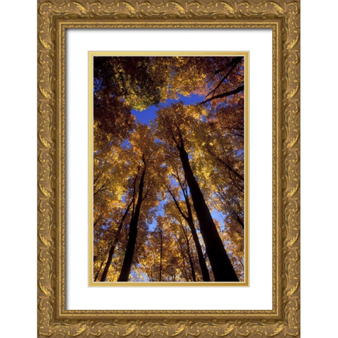 MI, Looking up at blue sky through sugar maples Gold Ornate Wood Framed Art Print with Double Matting by Carlson, Mark
