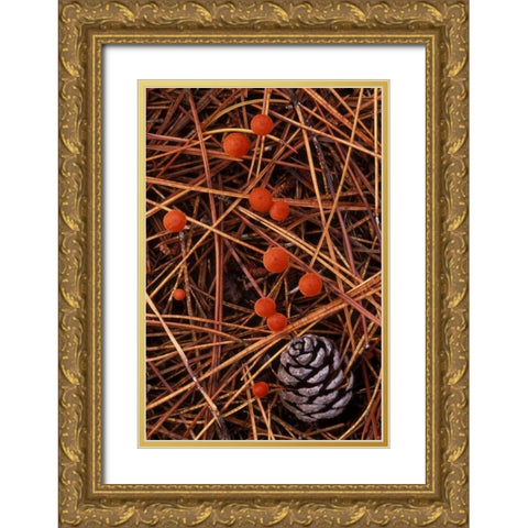 MI, Vermilion hygrophorus mushrooms Gold Ornate Wood Framed Art Print with Double Matting by Carlson, Mark